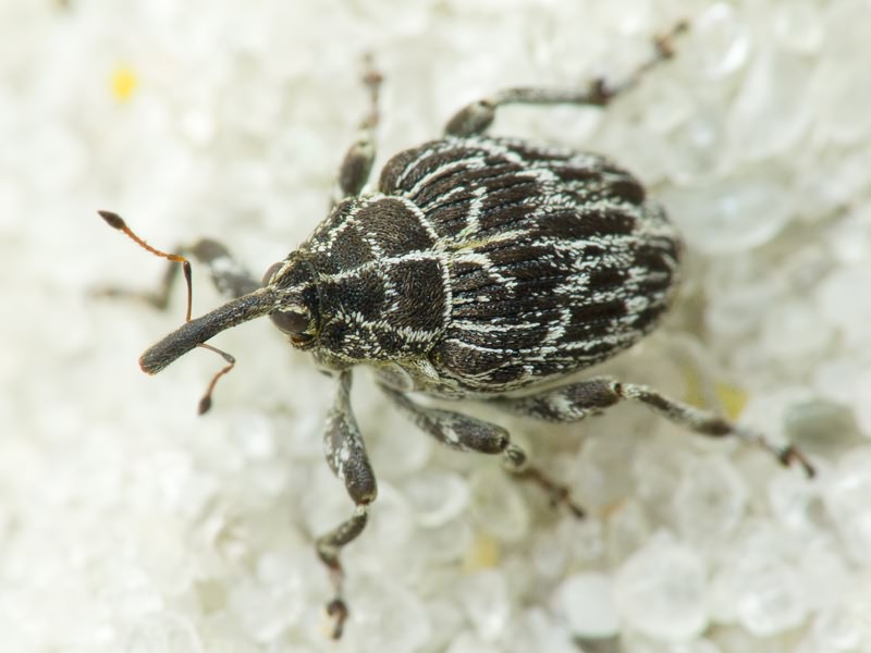 Mogulones geographicus (Goeze, 1777)